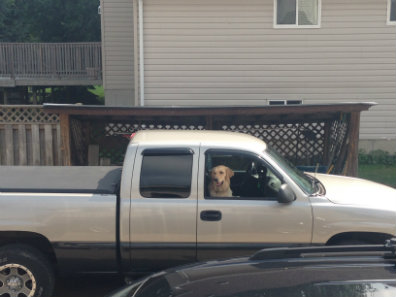 Remmington the golden retriever waiting in a pickup truck